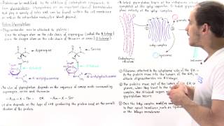 Glycosylation and Glycoproteins [upl. by Zoi455]