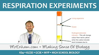 Respiration Experiments  GCSE Biology 91 [upl. by Cord234]