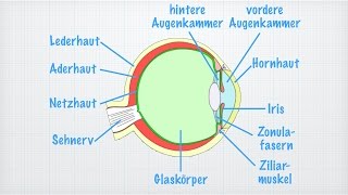 Das Auge [upl. by Elleraj]