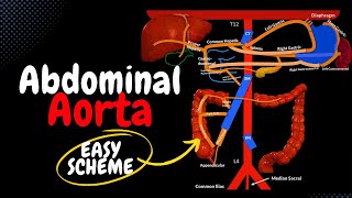 Abdominal Aorta EASY Scheme  Branches  Mnemonics [upl. by Lunnete]