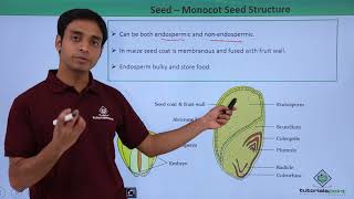 Class 11th – Seed – Monocot Seed Structure  Morphology of Flowering Plants  Tutorials Point [upl. by Atnahsal936]