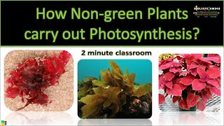 How do non green plants perform Photosynthesis [upl. by Airdnazxela]