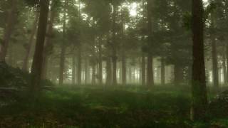 Forest Sounds  Woodland Ambience Bird Song [upl. by Alyahsal]