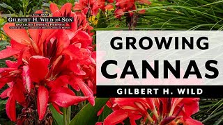 Growing Cannas in Containers [upl. by Hoag776]