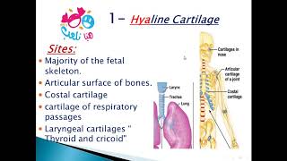 2020 Histology of cartilage part 1 hyaline cartilage [upl. by Akiraa195]