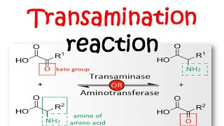 Transamination reaction mechanism [upl. by Ugo]