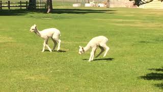 Baby Alpacas playing and bouncing around [upl. by Belden]