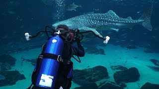 Georgia Aquarium Whale sharks and manta rays [upl. by Iraam391]