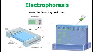 Electrophoresis Technique  Electrophoresis Biochemistry [upl. by Kaete329]