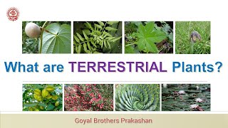 What are Terrestrial plants [upl. by Kennan]