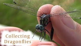 How to Collect Dragonflies [upl. by Bowne]