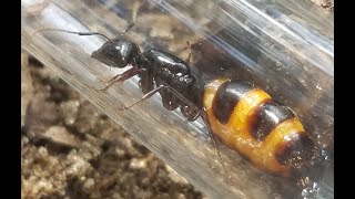 HUGE Camponotus Pennsylvanicus queen Physogastry [upl. by Francene726]