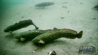 NeverBeforeSeen Burbot  Eelpout Underwater Spawning and Fishing [upl. by Nolita]