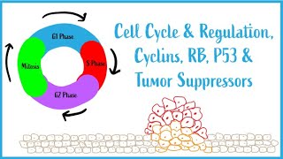 Cell Cycle amp Regulation Mitosis Cyclins RB P53 amp Tumor Suppressors USMLE Esssentials [upl. by Blakeley536]