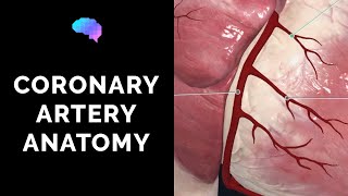 Exploring the Left Coronary Artery Anatomy amp Branches Unveiled [upl. by Antonin]