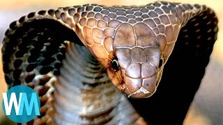 Top 10 TERRIFYING Snakes That Will Probably KILL You [upl. by Adnamra]