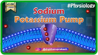 Sodium potassium pump animation [upl. by Albric]