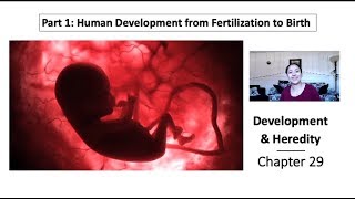 Part 1 Human Development from Fertilization to Birth [upl. by Plato]