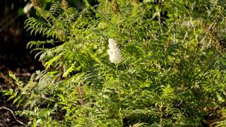 Sorbaria sorbifolia  False spirea [upl. by Gavra]