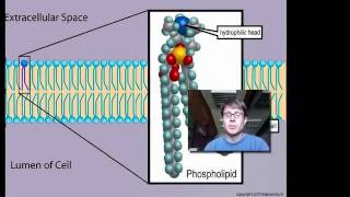 Cell Membranes [upl. by Idnat939]