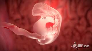 Fetal Development 3D Animation  Infuse Medical [upl. by Elok]