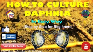 HOW TO CULTURE DAPHNIA In Easy Way [upl. by Gerhard]