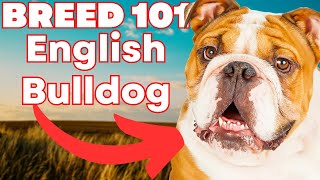 ENGLISH BULLDOG 101 Everything You Need To Know [upl. by Ataeb]