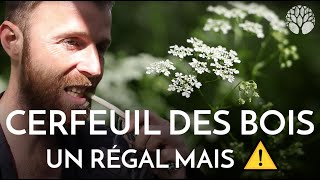 Cerfeuil des bois un régal mais ⚠️ [upl. by Yllehs]