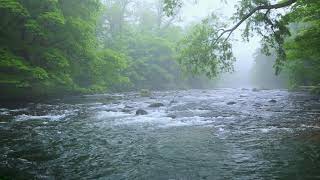 Green Forest River Flowing in Rainy Weather Nature Sounds Forest River White Noise for Sleeping [upl. by Ynnoj]