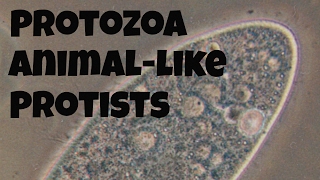 Protozoananimallike protists [upl. by Eenhat]