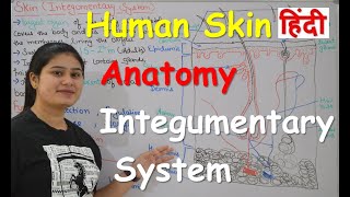 Human Skin  Integumentary system Anatomy in Hindi  Structure  Layers  Functions  Part1 [upl. by Schaefer]