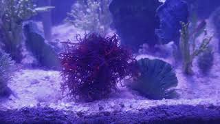 How to take care and grow blue hypnea macroalgae [upl. by Rehtul]