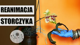 Reanimacja STORCZYKA krok po kroku [upl. by Auqinahc]