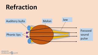 Echolocation  How dolphins produce and detect sound [upl. by Romeon]