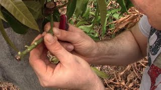 How To Graft Mangos [upl. by Eustacia]