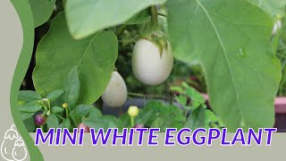 MINI WHITE EGGPLANT Finally Explained Solanum melongena 🍆🍆🍆 [upl. by Freed]