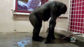 Breakdancing Gorilla at the Calgary Zoo Explained [upl. by Kieffer]