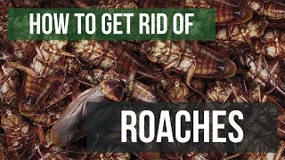 How To Get Rid of Cockroaches Guaranteed 4 Easy Steps [upl. by Olympia]