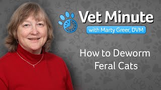 Deworming Feral Cat Colonies [upl. by Ninon]