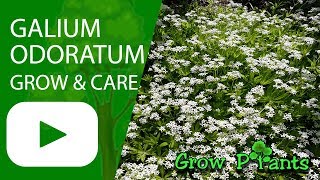 Galium odoratum  grow amp care [upl. by Kcin913]