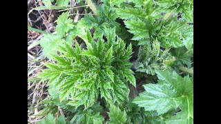 Video identification of Giant Hogweed [upl. by Naol291]