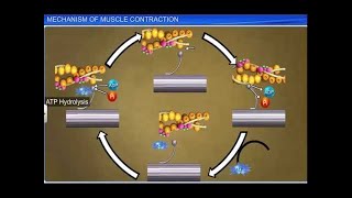 CBSE Class 11 Biology  Mechanism of Muscle Contraction [upl. by Pirali]