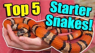 The Top 5 BEST Beginner Snakes [upl. by Tobit]