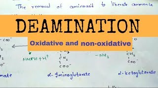 Deamination  Oxidative and nonoxidative deamination [upl. by Arata]