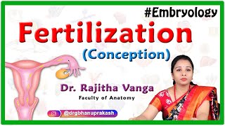 Fertilization conception Embryology [upl. by Lammaj]