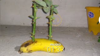 how to Grow Rose cuttings in Banana [upl. by Etessil774]