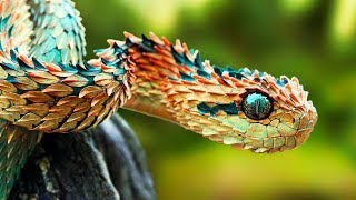 THE RAREST SNAKES In The World [upl. by Nelsen]