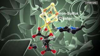 How Enzymes Work from PDB101 [upl. by Gad]