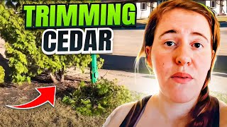 How To Prune A Cedar and Cedar Care Tips  Gardening in Canada [upl. by Blythe]