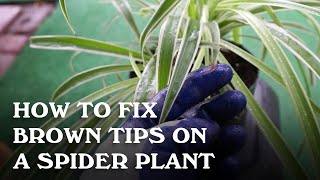 How to Fix Brown Tips on a Spider Plant [upl. by Nilrac677]